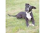 Adopt Clayton a Terrier, Mixed Breed
