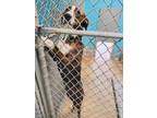 Adopt Kotter a Black and Tan Coonhound, Labrador Retriever