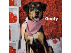 Adopt Goofy a Hound