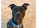 Adopt POCCO* a Pit Bull Terrier