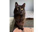 Adopt Tofu a Domestic Medium Hair