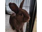 Adopt Chocolate Chip (South Surrey) a Bunny Rabbit