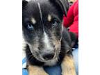 Adopt JACK (blue eyes) a Husky