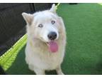 Adopt CHINOOK a Siberian Husky, Mixed Breed