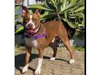 Adopt REDVINE a Staffordshire Bull Terrier, Mixed Breed