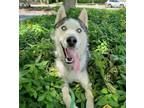 Adopt THUNDARR B a Siberian Husky