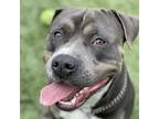 Adopt Smokey - ECAS a Pit Bull Terrier