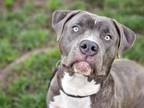 Adopt BJORK a Pit Bull Terrier