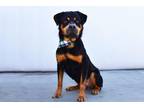 Adopt KATO a Rottweiler, Mixed Breed