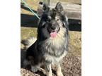 Adopt NINER a Alaskan Malamute, Keeshond