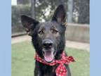 Adopt MAX a German Shepherd Dog