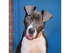 Adopt Webster a Pit Bull Terrier