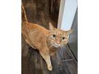 Adopt Dexter a Domestic Short Hair