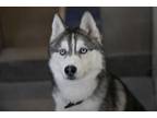 Adopt Jameson a Siberian Husky