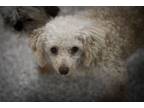 Adopt Comet a Poodle