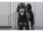 Adopt Leo a Standard Poodle