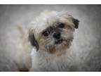 Adopt Poppy a Shih Tzu