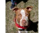 Adopt Chief a Pit Bull Terrier, Cattle Dog