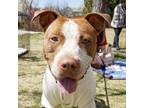 Adopt Chief a Pit Bull Terrier, Cattle Dog