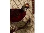 Adopt George a Pheasant