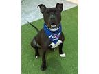 Adopt MR BIGGLES a American Staffordshire Terrier