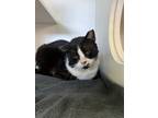 Adopt Max a Tuxedo