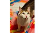 Adopt Biggie a Domestic Short Hair