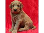 Goldendoodle Puppy for sale in Lewisburg, PA, USA