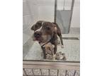 Adopt Bison a Pit Bull Terrier, Mixed Breed