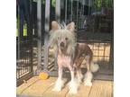 Chinese Crested Puppy for sale in Milton, GA, USA