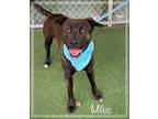 Adopt MILES - see video a American Bully, Mixed Breed