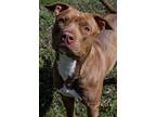 Adopt Frankie (fka River) a Pit Bull Terrier