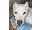 Adopt Rayy Dubbs a Pit Bull Terrier