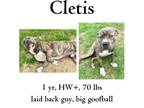 Adopt Cletis a Mixed Breed
