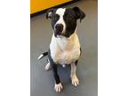 Adopt 24-02-0637 Mccravy a Pit Bull Terrier