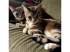 Adopt Forky and Slinky a Domestic Short Hair