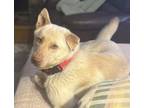 Adopt Henry a Labrador Retriever, Husky