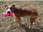 Adopt Rex a Pit Bull Terrier