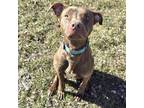 Adopt Turtle a Pit Bull Terrier