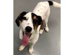 Adopt Patrick a English Setter, Bluetick Coonhound