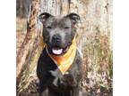 Adopt Argon a Pit Bull Terrier