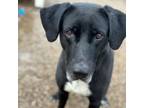 Adopt ORVILLE a Labrador Retriever