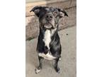 Adopt Brecken a Hound, Mixed Breed