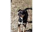 Adopt Yogi Bear a Mixed Breed