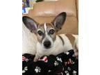 Adopt Bailey a Corgi