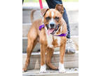 Adopt MoMo a Boxer