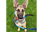 Adopt Tucson a German Shepherd Dog