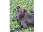 Adopt Dutch a Black Labrador Retriever, Mixed Breed