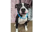 Adopt Barnacle Boy a Pit Bull Terrier