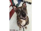 Adopt Bull Winkle a Pit Bull Terrier